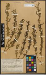 Foto von Salix purpurea L.